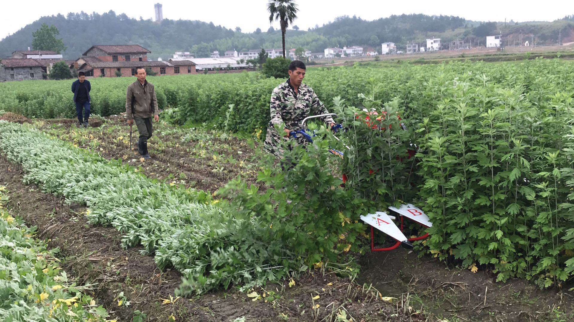 艾草收割機(jī)多少錢(qián)一臺(tái)-自走式割曬機(jī)