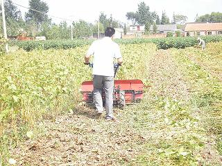 大豆專用收割機，黃豆割曬機